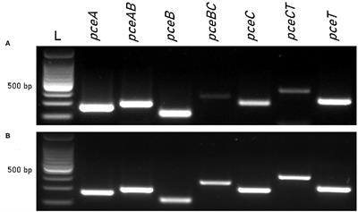 Stoichiometry of the Gene Products From the Tetrachloroethene Reductive Dehalogenase Operon pceABCT